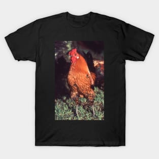 Who you calling a chicken ? T-Shirt